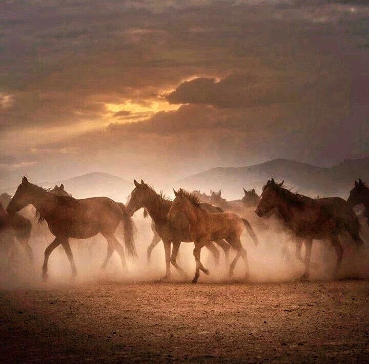 أشهر الخيول العربية في الحروب والمعارك