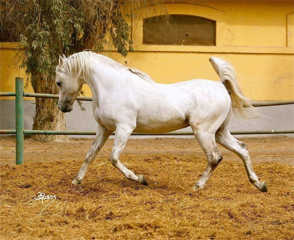 عيوب الخيل عند العرب