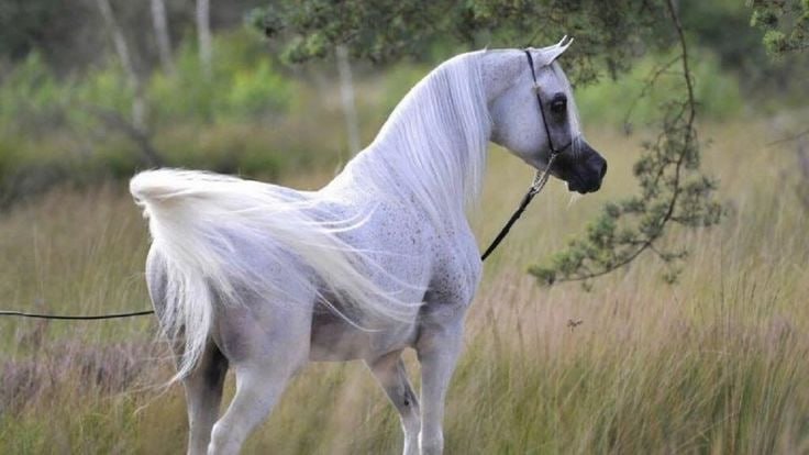 الخيل العربي الأصيل