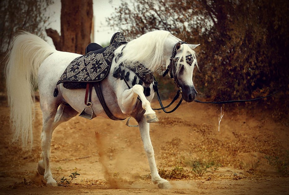 تعرف على الخيل قوية الشخصية⁩