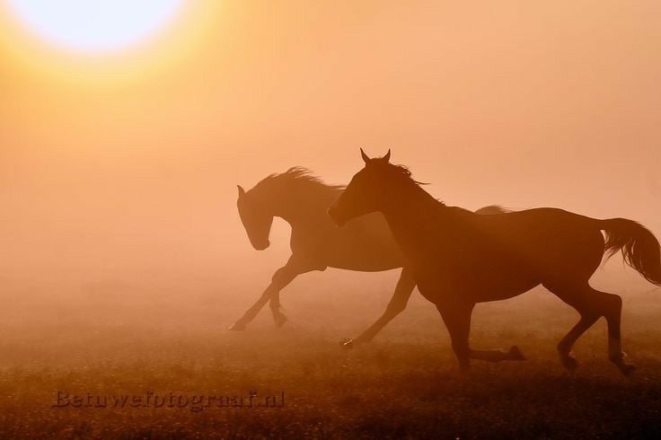 الخيل عزيز!