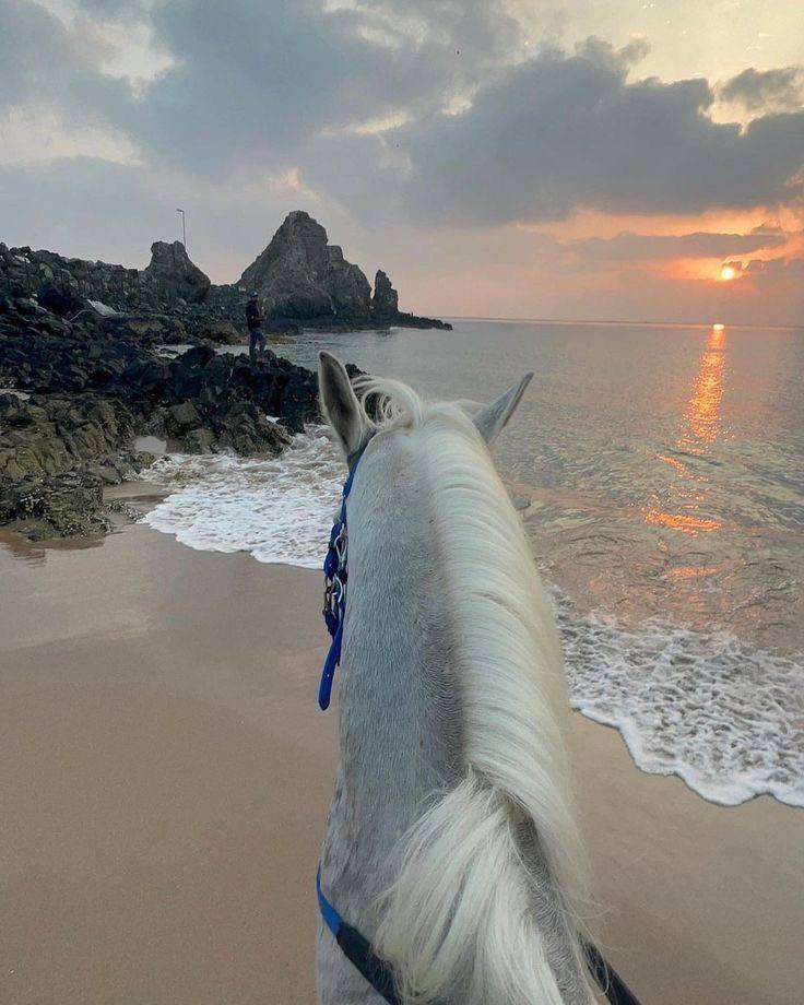 الخيل لما خلقت له ..!